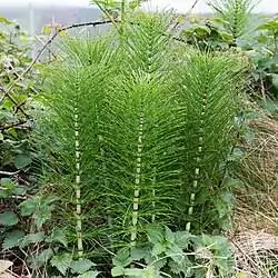 Horsetail plant extract herb illustration